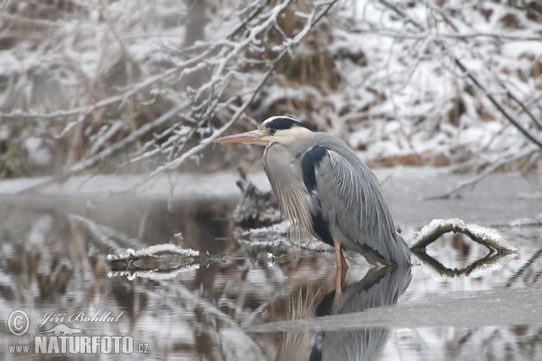 Fischreiher (Ardea cinerea)