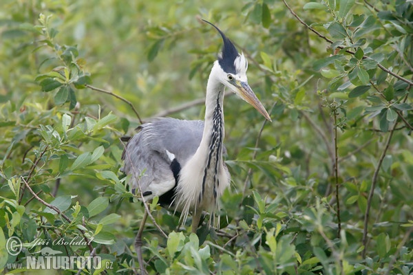 Fischreiher (Ardea cinerea)