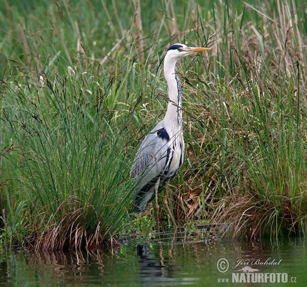 Fischreiher (Ardea cinerea)