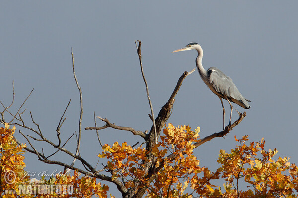 Fischreiher (Ardea cinerea)