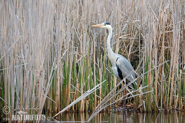 Fischreiher (Ardea cinerea)