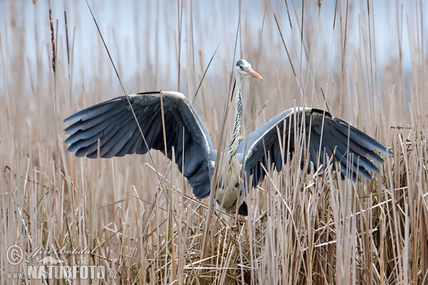 Fischreiher (Ardea cinerea)