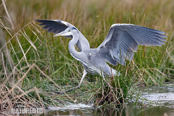 Fischreiher (Ardea cinerea)