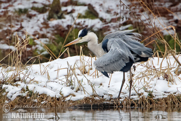 Fischreiher (Ardea cinerea)