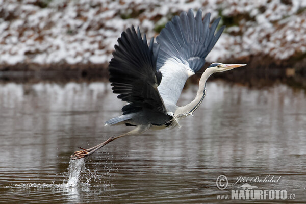 Fischreiher (Ardea cinerea)