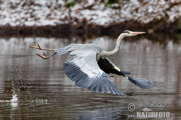 Fischreiher (Ardea cinerea)