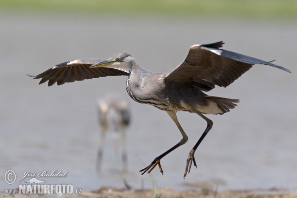 Fischreiher (Ardea cinerea)