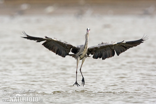 Fischreiher (Ardea cinerea)