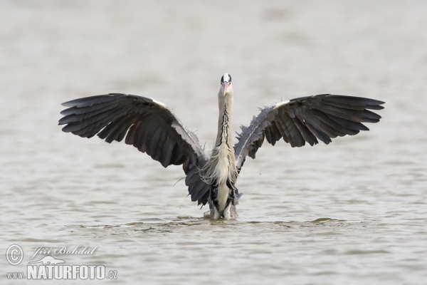 Fischreiher (Ardea cinerea)