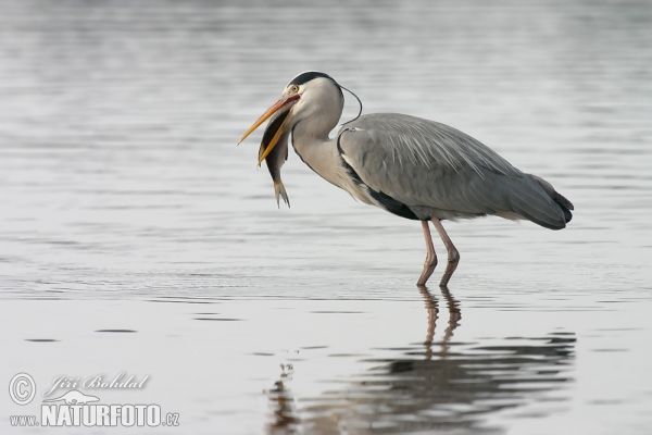 Fischreiher (Ardea cinerea)