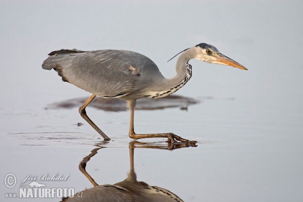 Fischreiher (Ardea cinerea)