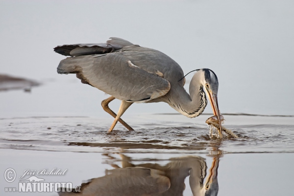 Fischreiher (Ardea cinerea)