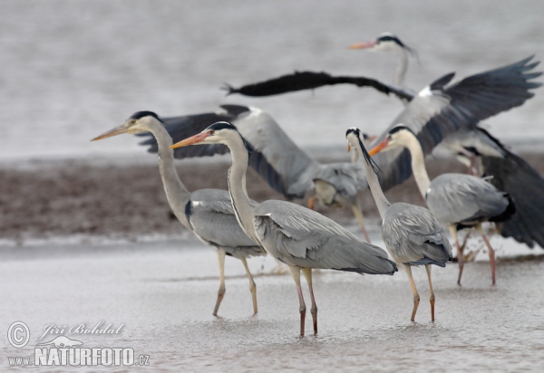 Fischreiher (Ardea cinerea)