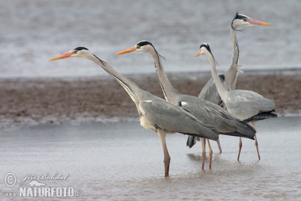 Fischreiher (Ardea cinerea)