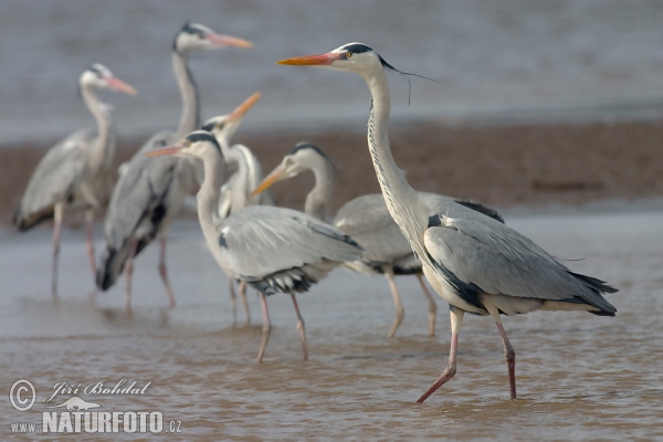 Fischreiher (Ardea cinerea)