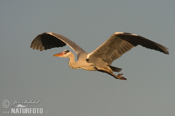 Fischreiher (Ardea cinerea)