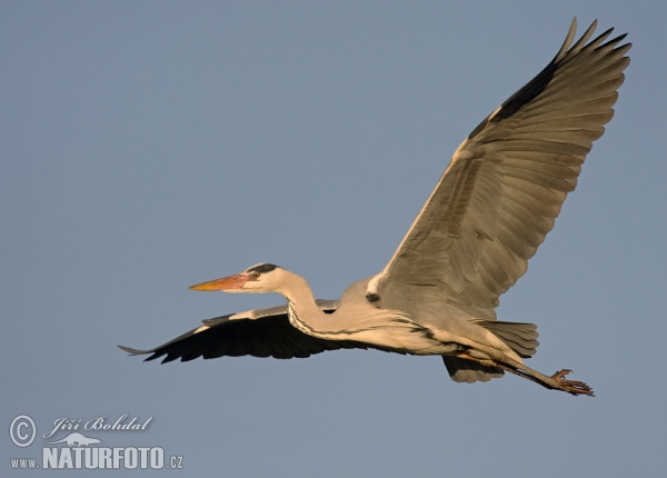 Fischreiher (Ardea cinerea)