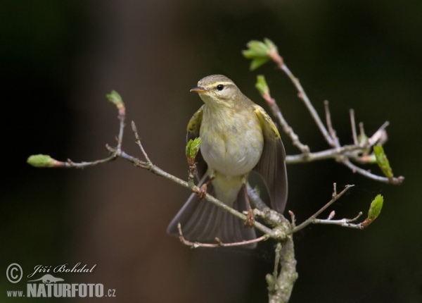 Fitis (Phylloscopus trochilus)