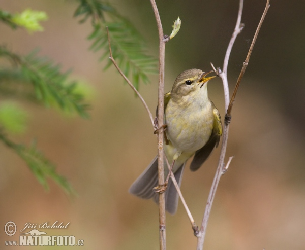 Fitis (Phylloscopus trochilus)