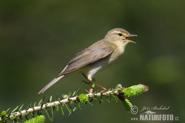 Fitis (Phylloscopus trochilus)