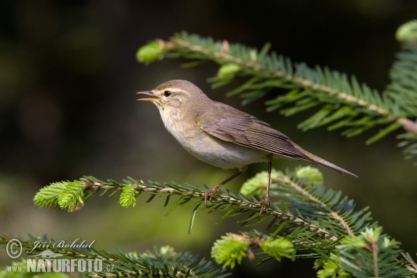 Fitis (Phylloscopus trochilus)