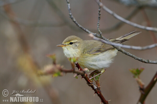 Fitis (Phylloscopus trochilus)