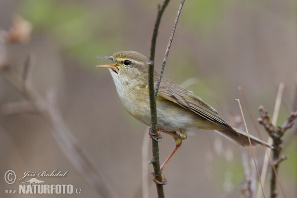 Fitis (Phylloscopus trochilus)