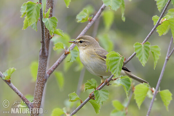 Fitis (Phylloscopus trochilus)