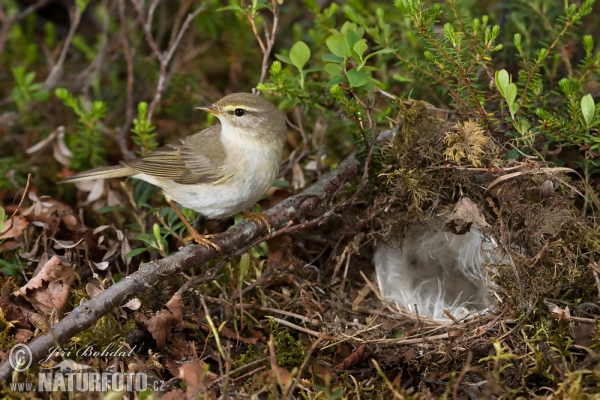 Fitis (Phylloscopus trochilus)