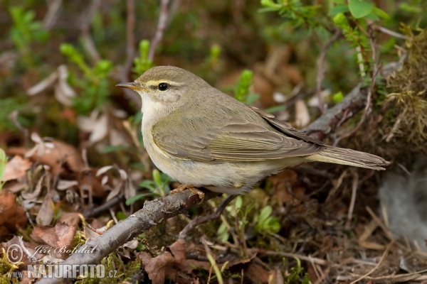 Fitis (Phylloscopus trochilus)