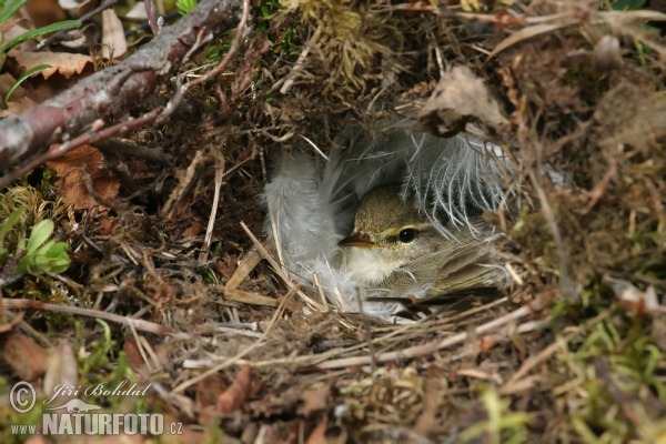 Fitis (Phylloscopus trochilus)