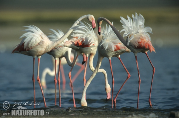 Flamingo (Phoenicopterus roseus)