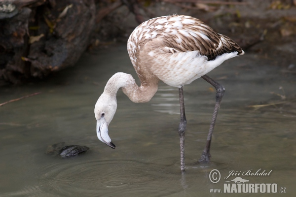 Flamingo (Phoenicopterus roseus)