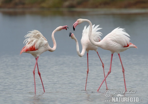 Flamingo (Phoenicopterus roseus)