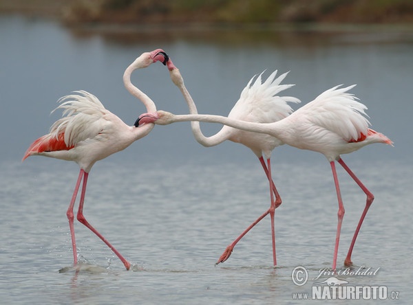 Flamingo (Phoenicopterus roseus)