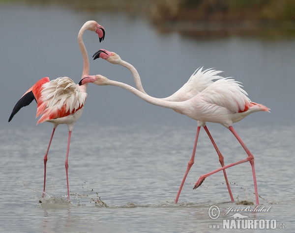 Flamingo (Phoenicopterus roseus)