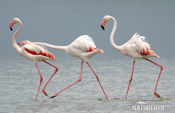 Flamingo (Phoenicopterus roseus)