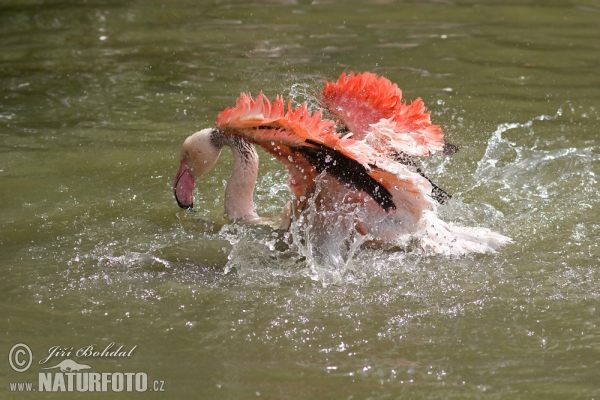 Flamingo (Phoenicopterus roseus)