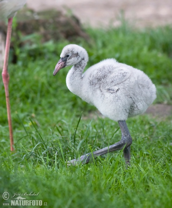 Flamingo (Phoenicopterus roseus)