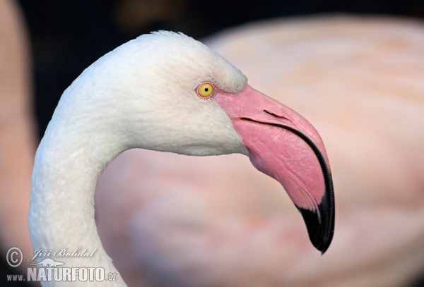 Flamingo (Phoenicopterus roseus)