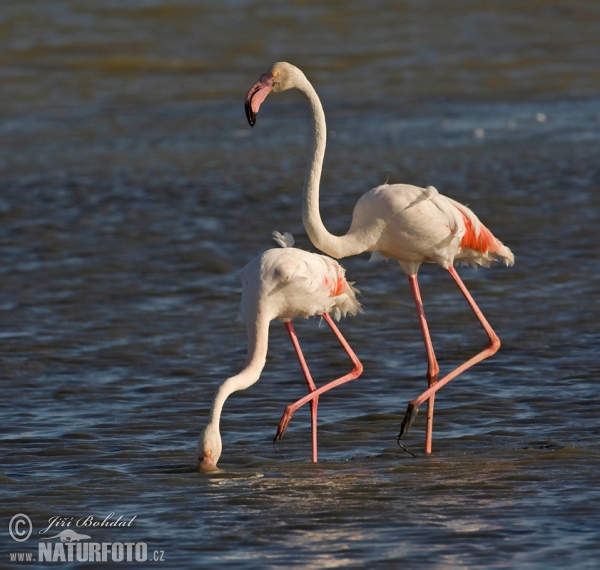 Flamingo (Phoenicopterus roseus)