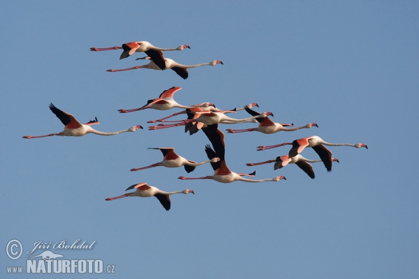 Flamingo (Phoenicopterus roseus)