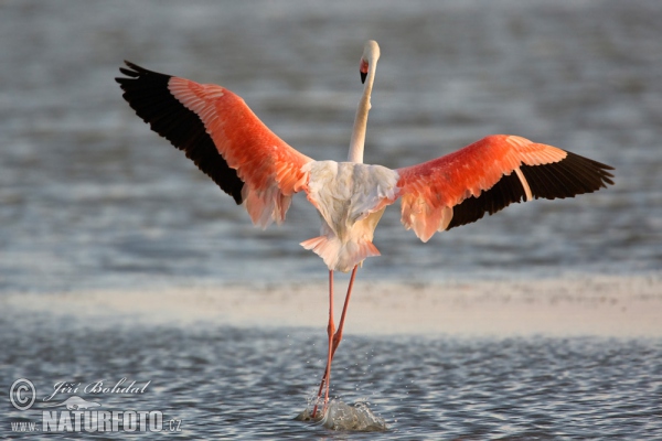 Flamingo (Phoenicopterus roseus)