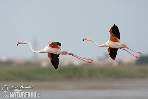 Flamingo (Phoenicopterus roseus)