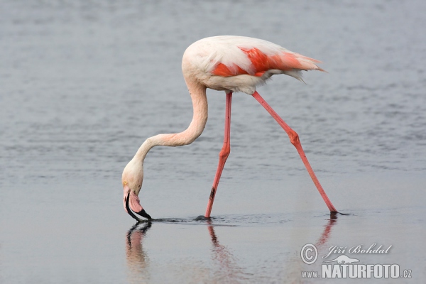 Flamingo (Phoenicopterus roseus)