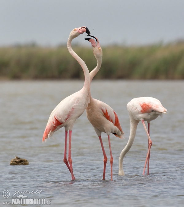 Flamingo (Phoenicopterus roseus)