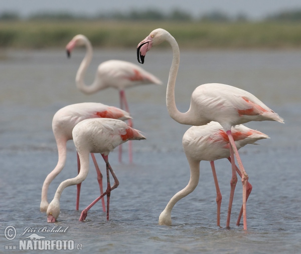 Flamingo (Phoenicopterus roseus)