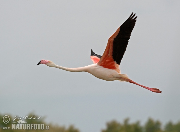 Flamingo (Phoenicopterus roseus)