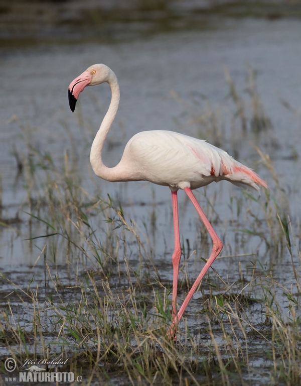 Flamingo (Phoenicopterus roseus)