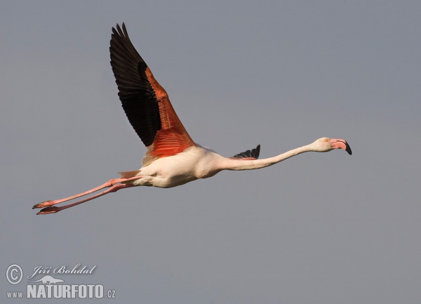 Flamingo (Phoenicopterus roseus)